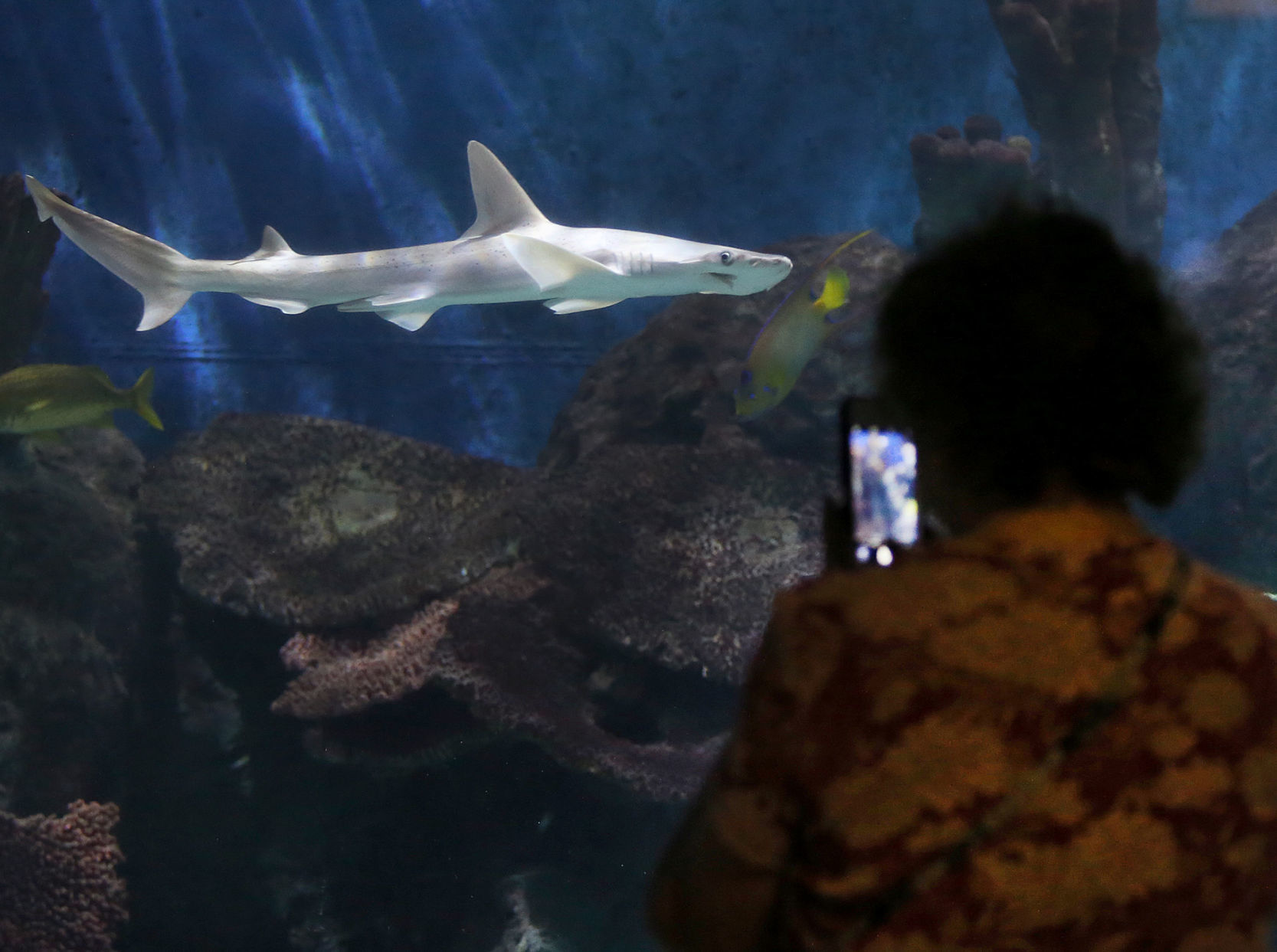 Shark